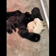 Labrador Retriever - Both