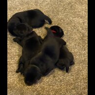 Labrador Retriever - Both