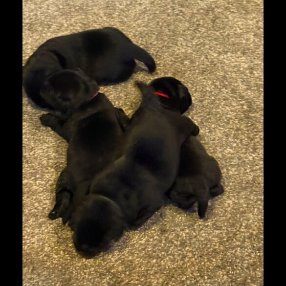 Labrador Retriever - Both
