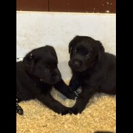 Labrador Retriever - Both