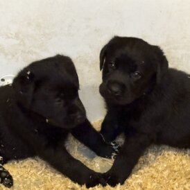 Labrador Retriever - Both