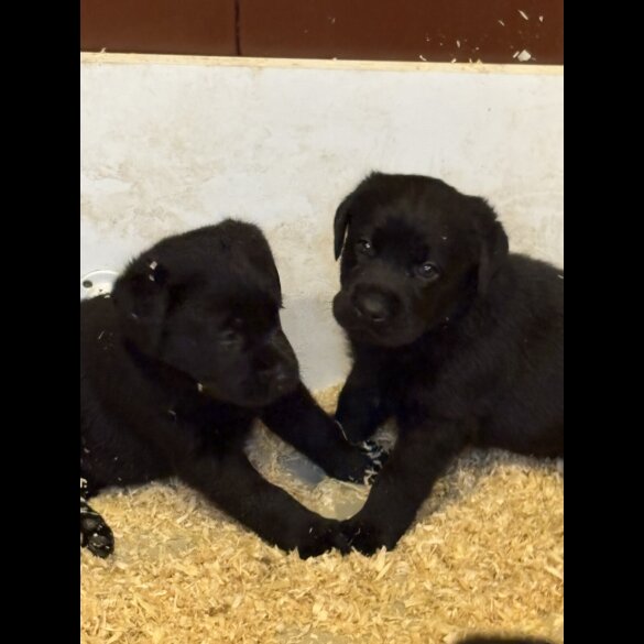 Labrador Retriever - Both
