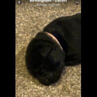 Labrador Retriever - Both