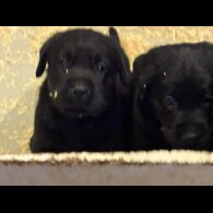 Labrador Retriever - Both
