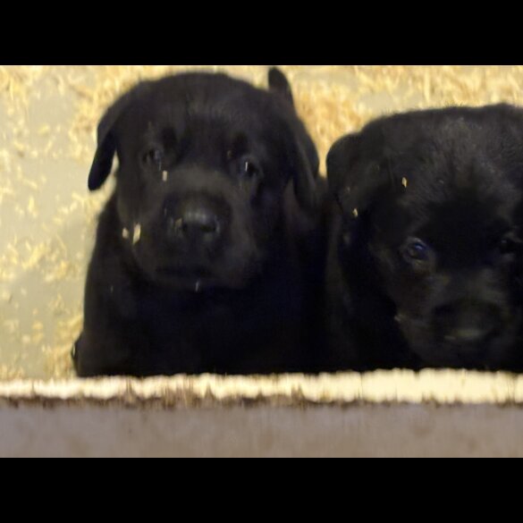 Labrador Retriever - Both
