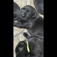 Labrador Retriever - Both