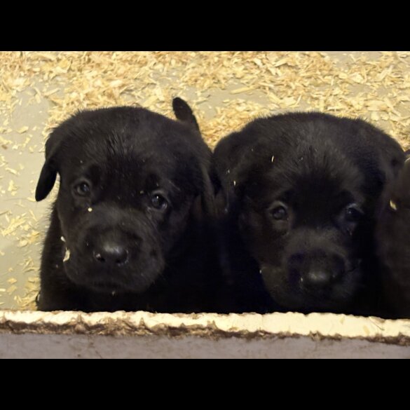 Labrador Retriever - Both