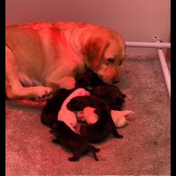Labrador Retriever - Both