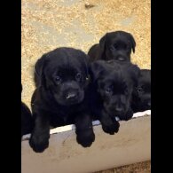 Labrador Retriever - Both