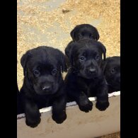 Labrador Retriever - Both