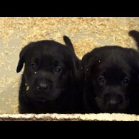 Labrador Retriever - Both
