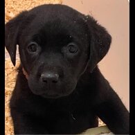Labrador Retriever - Both