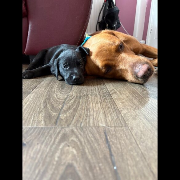Labrador Retriever - Both