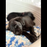 Labrador Retriever - Both