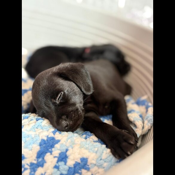 Labrador Retriever - Both