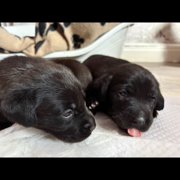 Labrador Retriever - Both