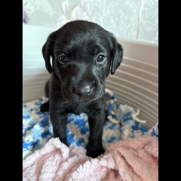 Labrador Retriever - Both