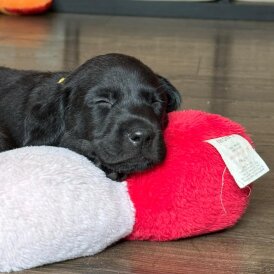 Labrador Retriever - Both