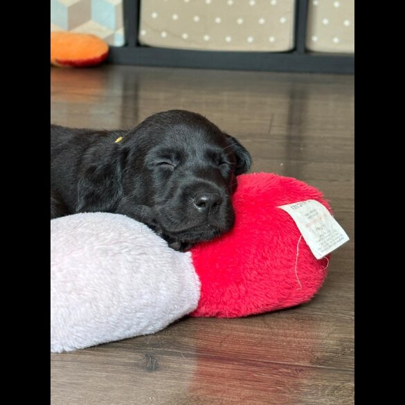 Labrador Retriever - Both