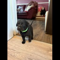 Labrador Retriever - Both
