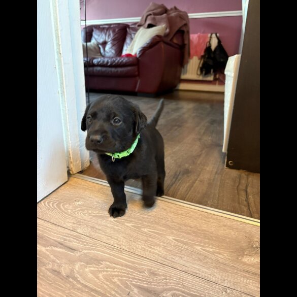 Labrador Retriever - Both