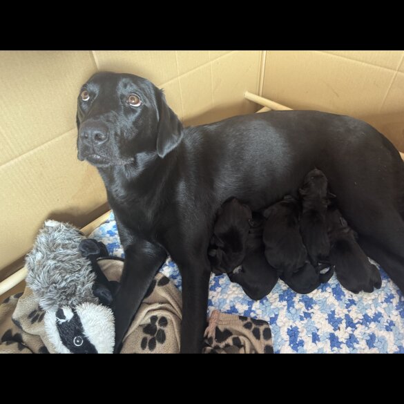 Labrador Retriever - Both