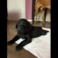 Labrador Retriever - Both