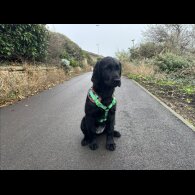 Flat Coated Retriever - Dogs
