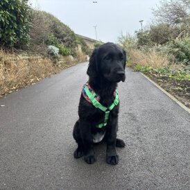 Flat Coated Retriever - Dogs