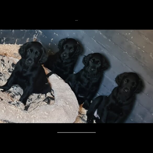 Flat Coated Retriever - Dogs