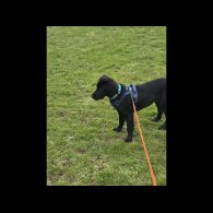 Flat Coated Retriever - Dogs