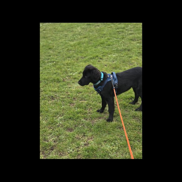 Flat Coated Retriever - Dogs