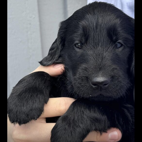 Flat Coated Retriever - Dogs