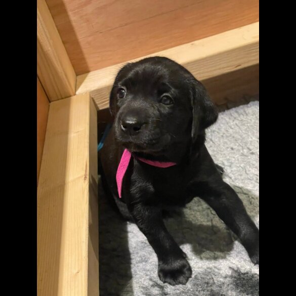 Labrador Retriever - Both