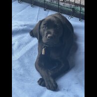Labrador Retriever - Both