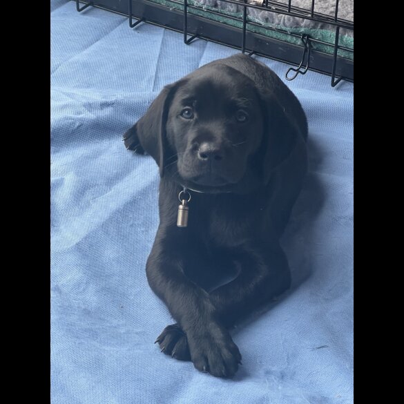 Labrador Retriever - Both
