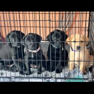 Labrador Retriever - Both