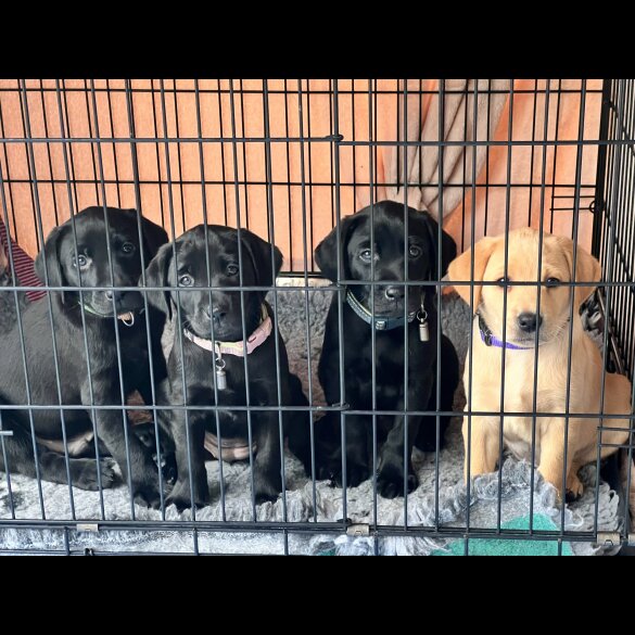 Labrador Retriever - Both