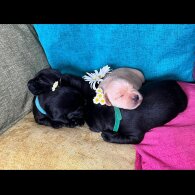 Labrador Retriever - Both