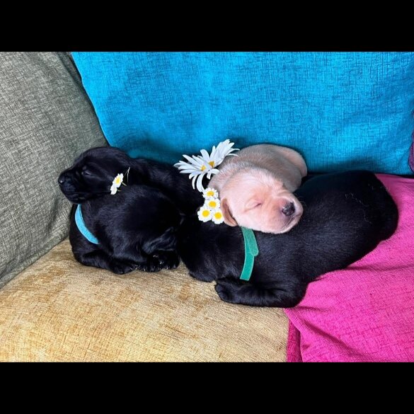 Labrador Retriever - Both