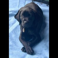 Labrador Retriever - Both