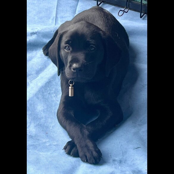 Labrador Retriever - Both
