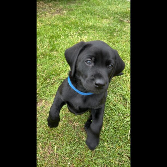 Labrador Retriever - Both