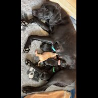 Labrador Retriever - Both