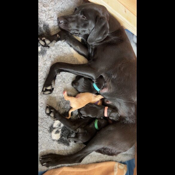 Labrador Retriever - Both