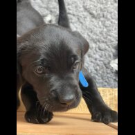 Labrador Retriever - Both