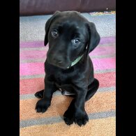 Labrador Retriever - Both