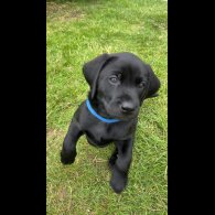 Labrador Retriever - Both
