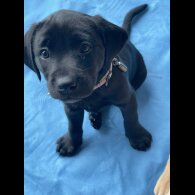 Labrador Retriever - Both