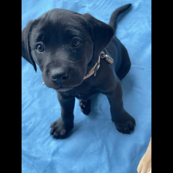 Labrador Retriever - Both